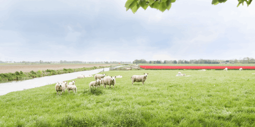 HR-makelaars-westbeemster